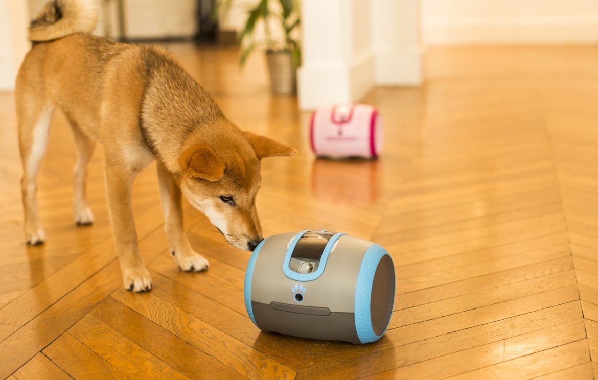 Robot pour les animaux de compagnies